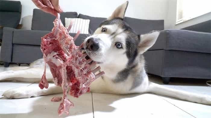 Gli husky possono mangiare le ossa