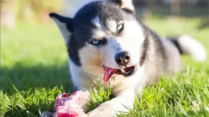 Gli husky possono mangiare le ossa