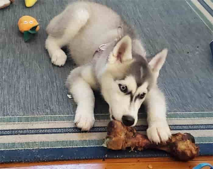 Gli husky possono mangiare le ossa