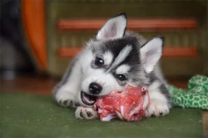 Gli husky possono mangiare le ossa