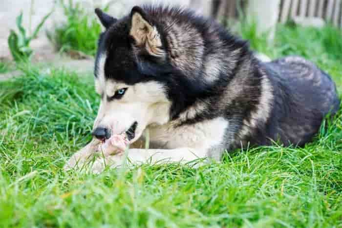 Can huskies eat bones