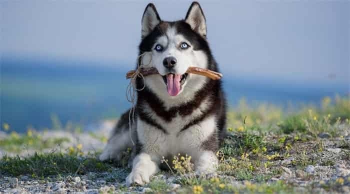 Can huskies eat bones