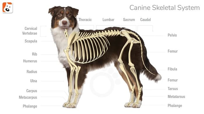 Importance of bones to dogs