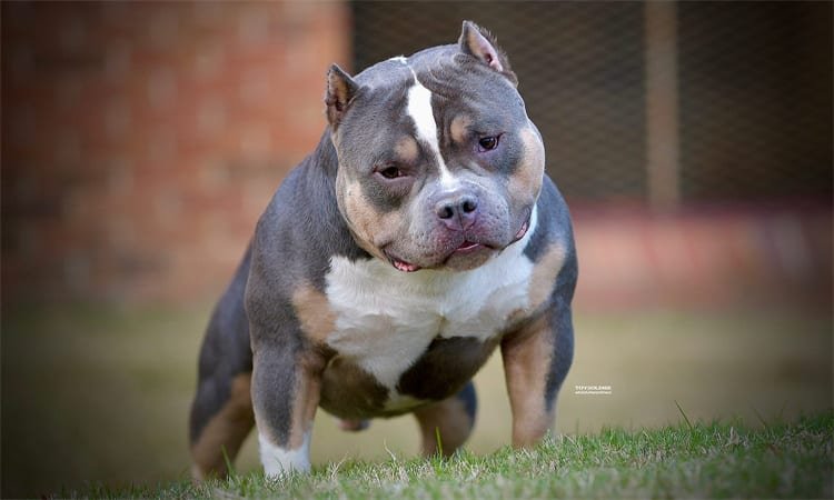 How Much Does a Pit Bull Cost