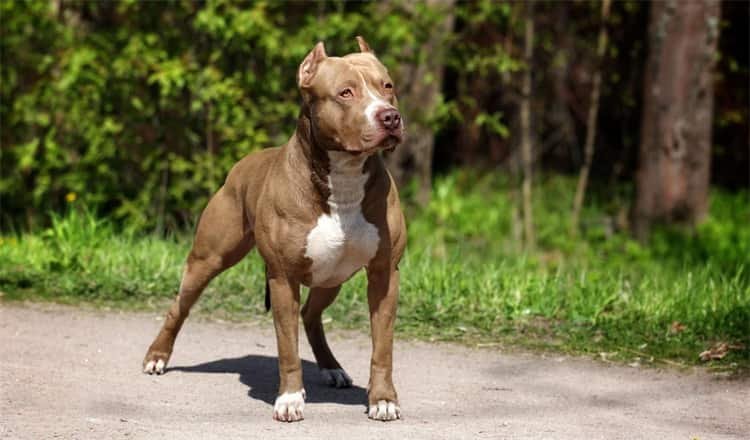 Combien coûte un Pit Bull ?