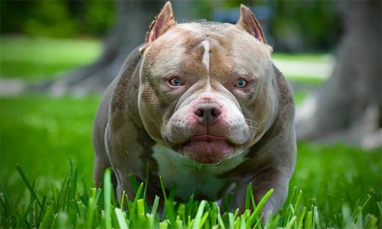 Combien coûte un Pit Bull ?