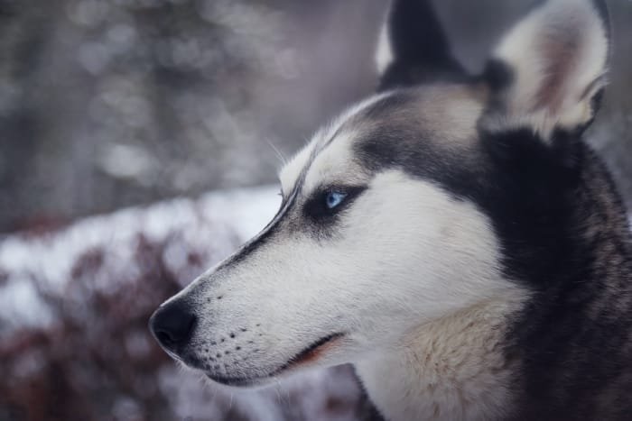 Che cos'è il Cane Corso Husky Mix01