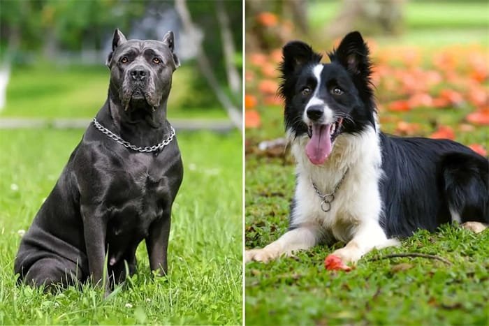 Che cos'è il Cane Corso Husky Mix01