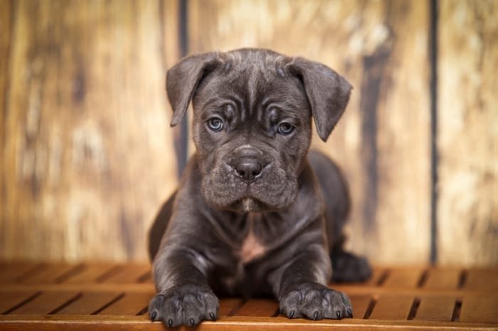 Cane Corso Husky Mix01 nedir