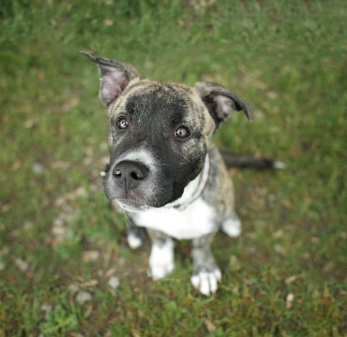 Cane Corso Husky Mix01 nedir