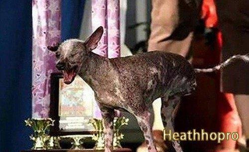 The World’s Top 10 Ugliest Dog Breeds List-4