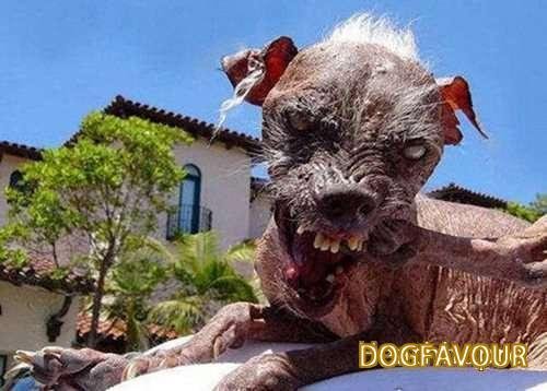 The World’s Top 10 Ugliest Dog Breeds List-11