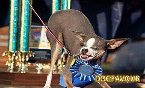 The World’s Top 10 Ugliest Dog Breeds List-2