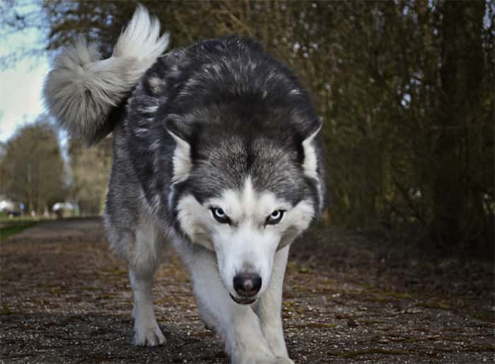 Les huskies sibériens sont-ils agressifs ?