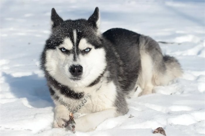 Les huskies sibériens sont-ils agressifs ?