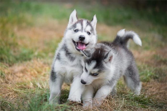 Are Siberian huskies aggressive