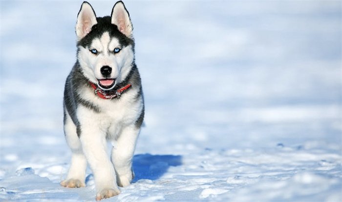 Les huskies sibériens sont-ils agressifs ?