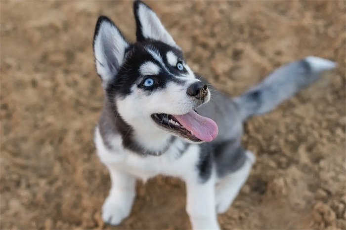 Les huskies sibériens sont-ils agressifs ?