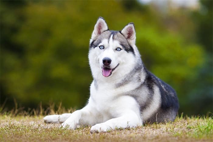 Är Huskies allergivänliga?