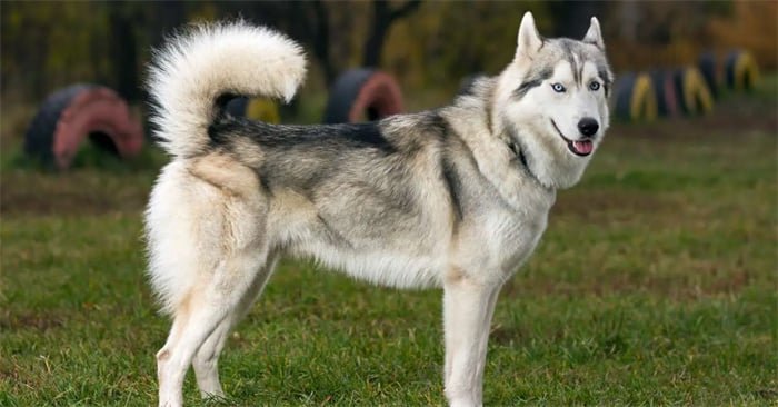 Är Huskies allergivänliga?