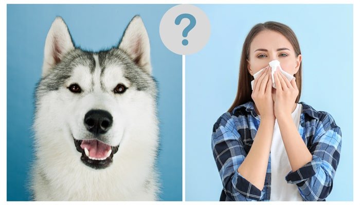 Zijn Husky Hypoallergeen