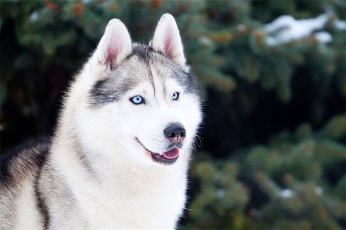 Är Huskies allergivänliga?