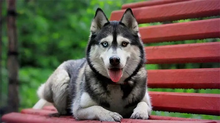 Escovar regularmente o pelo do seu Husky