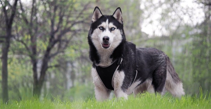 I Siberian husky sono intelligenti