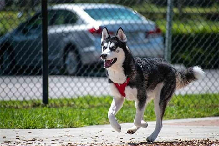 Är siberian huskies smarta?