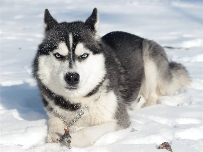 I Siberian husky sono intelligenti