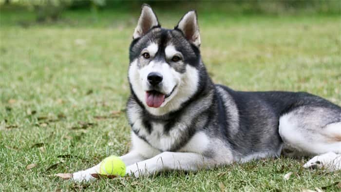 I Siberian husky sono intelligenti