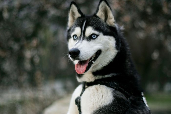 ¿Son inteligentes los huskies siberianos?