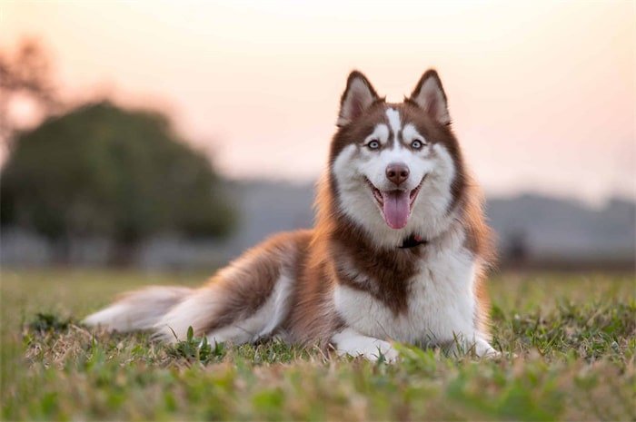 I Siberian husky sono intelligenti