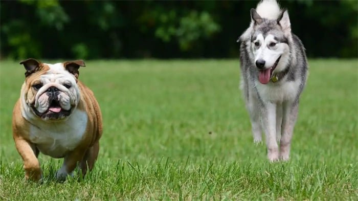 Husky Bulldog Mix