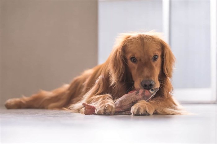 Il cane può mangiare le ossa di pesce