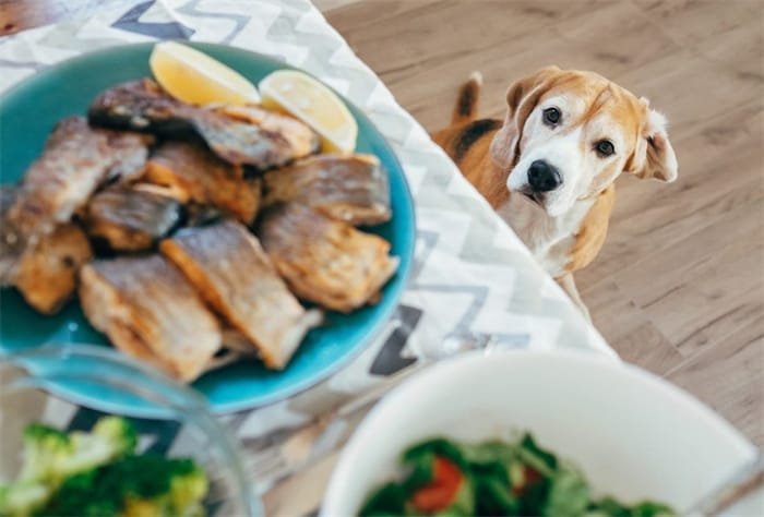 Kan een hond visgraten eten