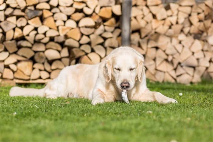 Kan een hond visgraten eten