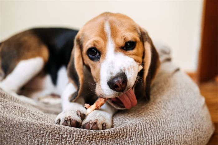 Il cane può mangiare le ossa di pesce