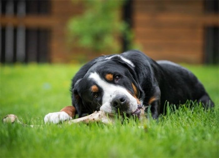 Kan een hond visgraten eten