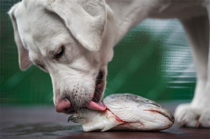 Kan een hond visgraten eten