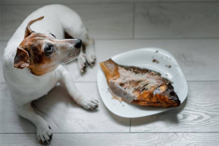 Il cane può mangiare le ossa di pesce