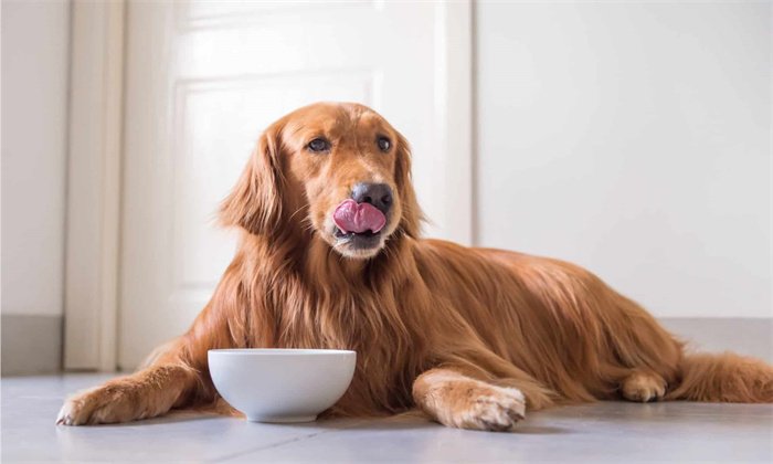 Kan een hond visgraten eten