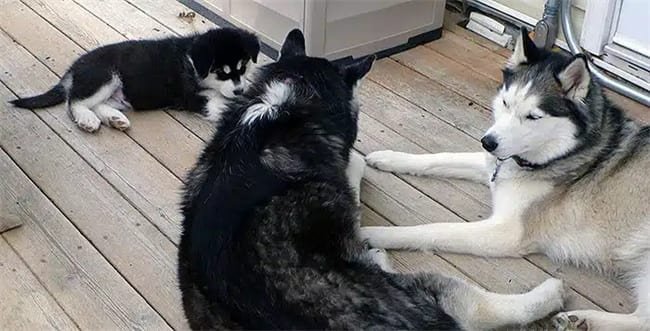 Os huskies têm ciúmes?