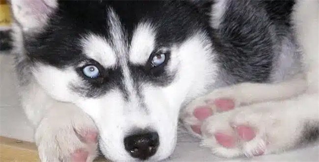 Os huskies têm ciúmes?