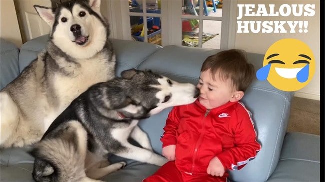 Os huskies têm ciúmes?