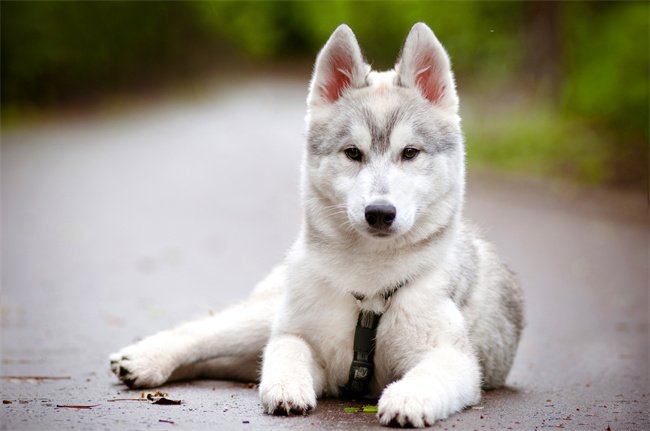 Perché un husky può essere appiccicoso? 