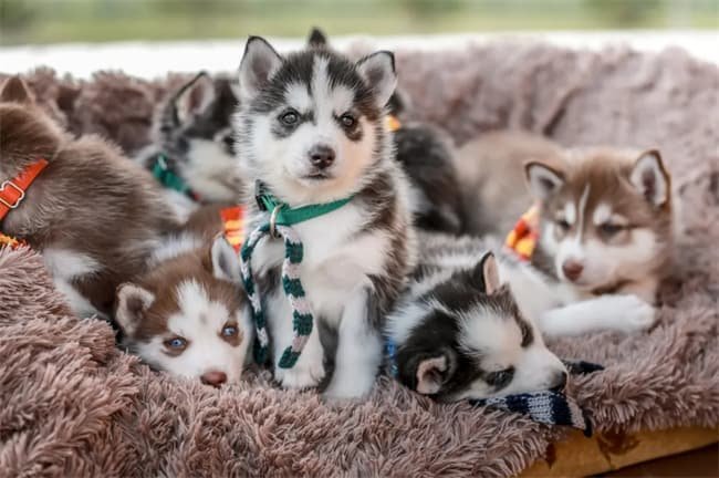 Perché gli husky sono così appiccicosi?