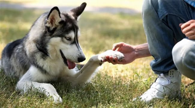 Como é que um husky se comporta sem ser pegajoso?