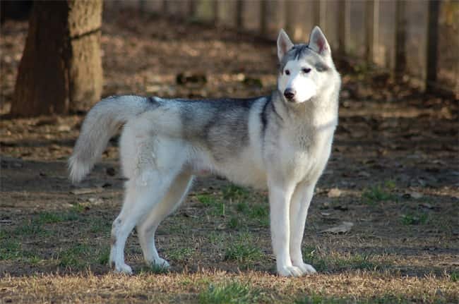 O Husky pode estar a sentir-se sobrecarregado