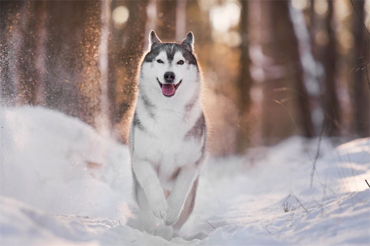 Come fanno i Siberian Husky a correre così velocemente?